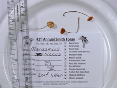 Marasmius fulvoferrugineus