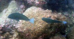 Girella punctata
