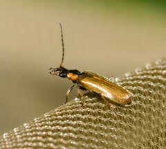 Rhagonycha nigriventris