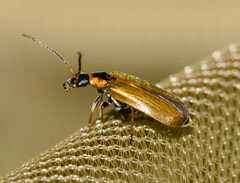 Rhagonycha nigriventris