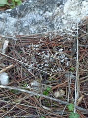 Sedum hispanicum