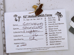 Gerronema strombodes