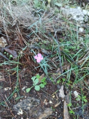 Dianthus