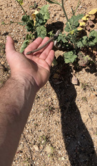 Hypsiglena ochrorhynchus