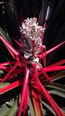 Bromelia balansae