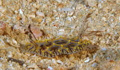 Nudibranchia