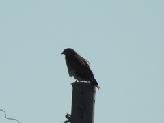 Buteo