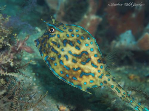 Scrawled Cowfish