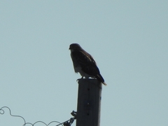 Buteo