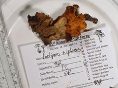 Laetiporus sulphureus