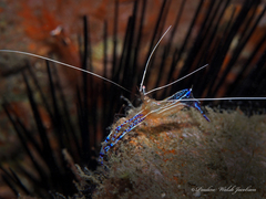 Ancylomenes pedersoni