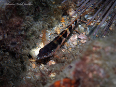 Malacoctenus triangulatus