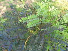 Albizia antunesiana