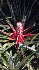 Bromelia balansae