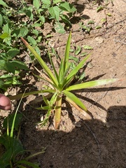 Juncus lomatophyllus