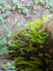 Anomodon viticulosus