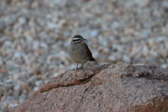 Emberiza capensis bradfieldi