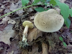 Caloboletus inedulis