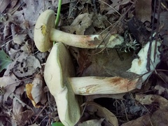 Caloboletus inedulis