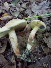 Caloboletus inedulis