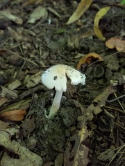 Amanita bisporigera