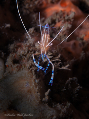 Ancylomenes pedersoni