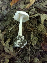 Amanita bisporigera