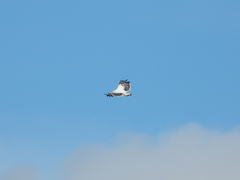 Pseudastur albicollis