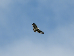 Pseudastur albicollis