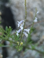 Anarrhinum bellidifolium