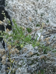 Anarrhinum bellidifolium