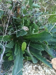 Anarrhinum bellidifolium