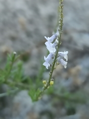 Anarrhinum bellidifolium