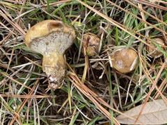 Suillus cothurnatus