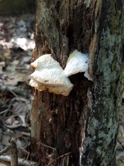 Tyromyces galactinus