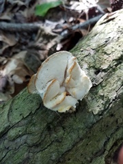 Tyromyces galactinus