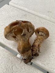 Suillus cothurnatus
