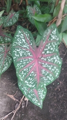 Caladium bicolor image