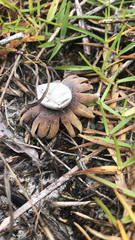 Astraeus hygrometricus