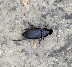 Harpalus