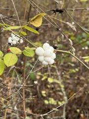 Symphoricarpos albus