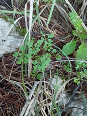 Geranium robertianum