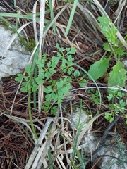 Geranium robertianum