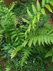 Thelypteridaceae