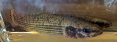 Umbra pygmaea