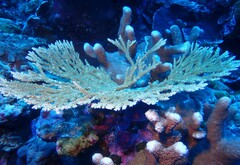 Acropora clathrata