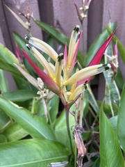 Heliconia