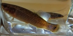 Umbra pygmaea