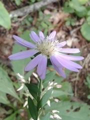 Symphyotrichum retroflexum