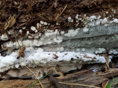 Ceratiomyxa fruticulosa